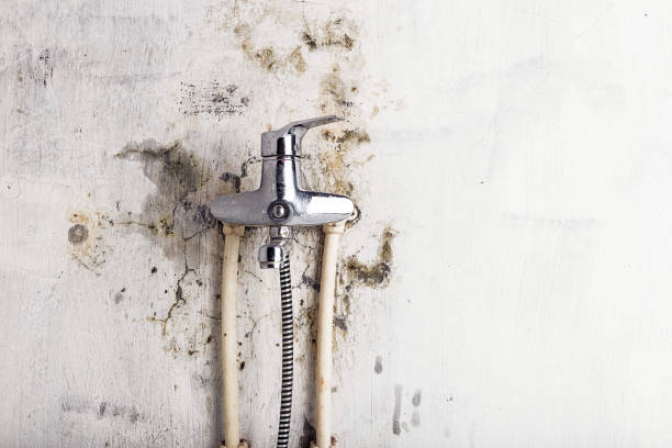 Best Best Mold Removal Companies  in Clover, SC