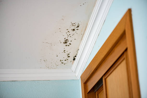 Best Mold Testing  in Clover, SC