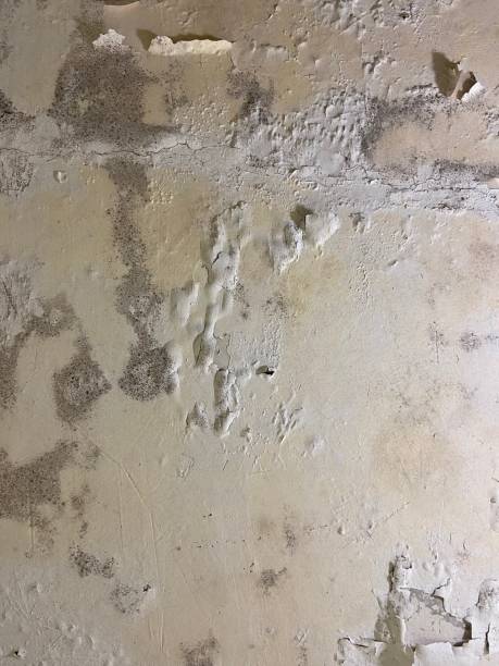 Clover, SC Mold Removal Company