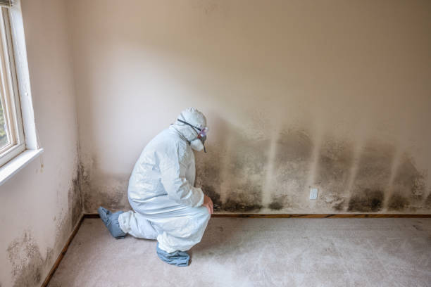 Best Black Mold Removal  in Clover, SC