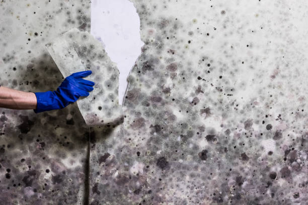 Best Attic Mold Removal  in Clover, SC