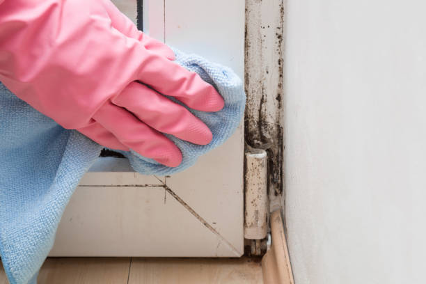 Reliable Clover, SC Mold Removal Solutions