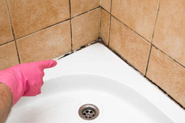 Attic Mold Removal in Clover, SC